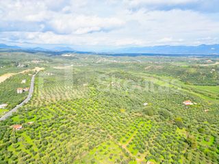 Αγροτεμάχια 15.600 τ.μ. προς πώληση, Πεταλίδι Μεσσηνίας-thumb-5
