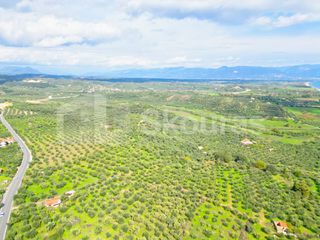 Αγροτεμάχια 15.600 τ.μ. προς πώληση, Πεταλίδι Μεσσηνίας-thumb-4