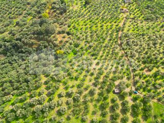 Αγροτεμάχια 15.600 τ.μ. προς πώληση, Πεταλίδι Μεσσηνίας-thumb-14