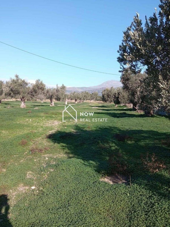 Οικόπεδο 14.000 τ.μ. προς πώληση, Ν. Ηρακλείου, Τυμπάκι