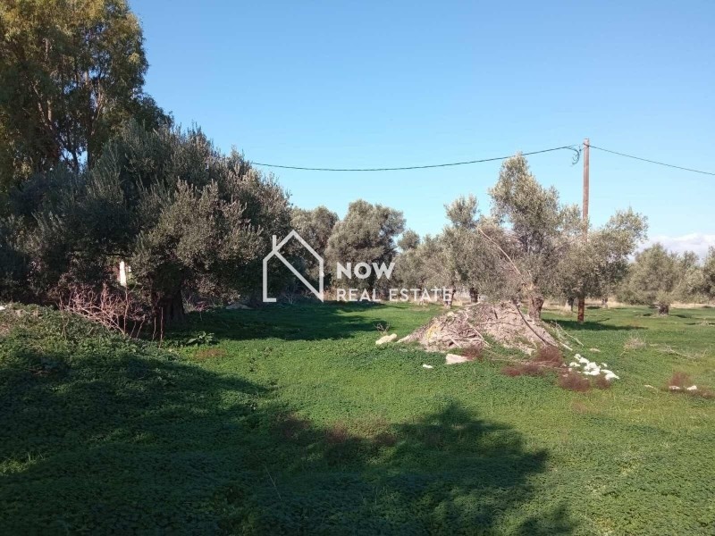 Οικόπεδο 14.000 τ.μ. προς πώληση, Ν. Ηρακλείου, Τυμπάκι