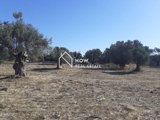 Οικόπεδο 14.000 τ.μ. προς πώληση, Ν. Ηρακλείου, Τυμπάκι-thumb-9
