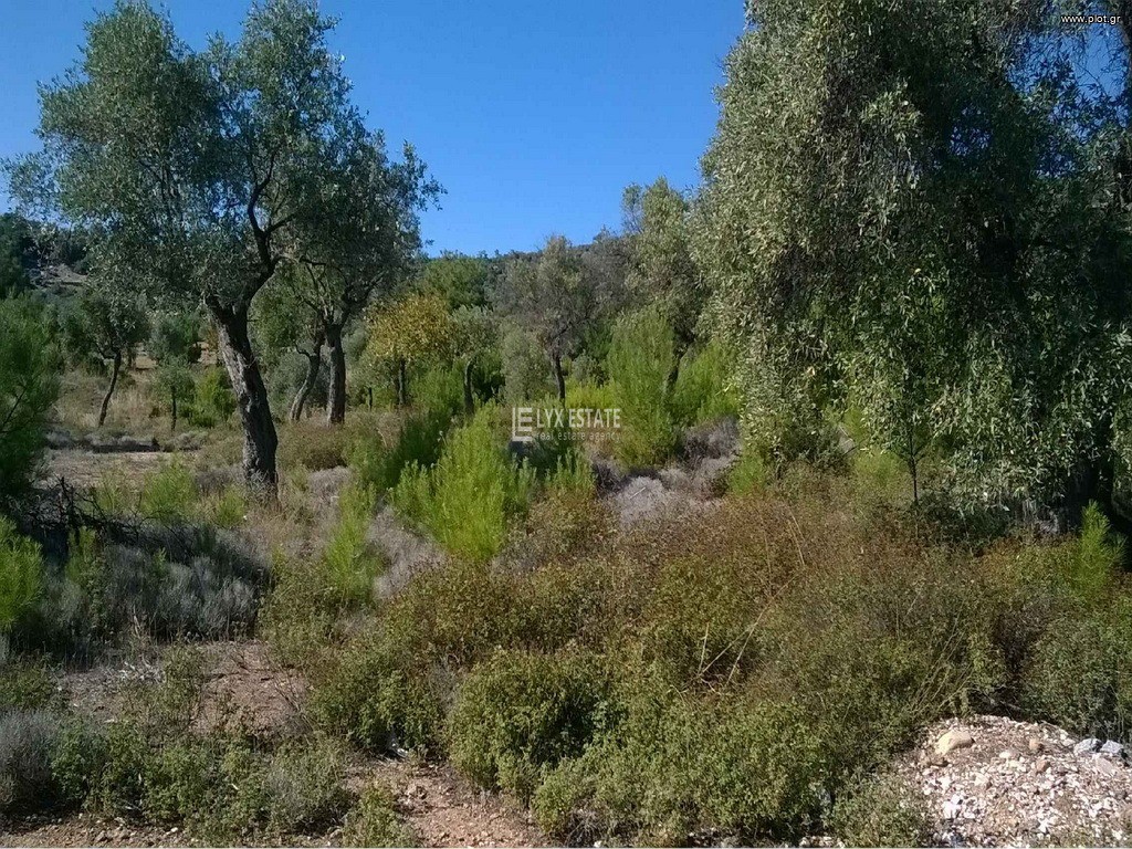 Οικόπεδο 5.055 τ.μ. για πώληση, Ν. Καβάλας, Θάσος