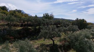 Οικόπεδο 6.000 τ.μ. για πώληση, Μεσσηνία, Λεύκτρος-thumb-9