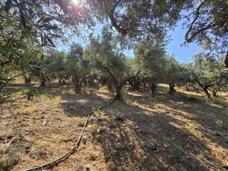 Οικόπεδο 1.930 τ.μ. για πώληση, Ν. Ρεθύμνου, Φοινίκας-thumb-8