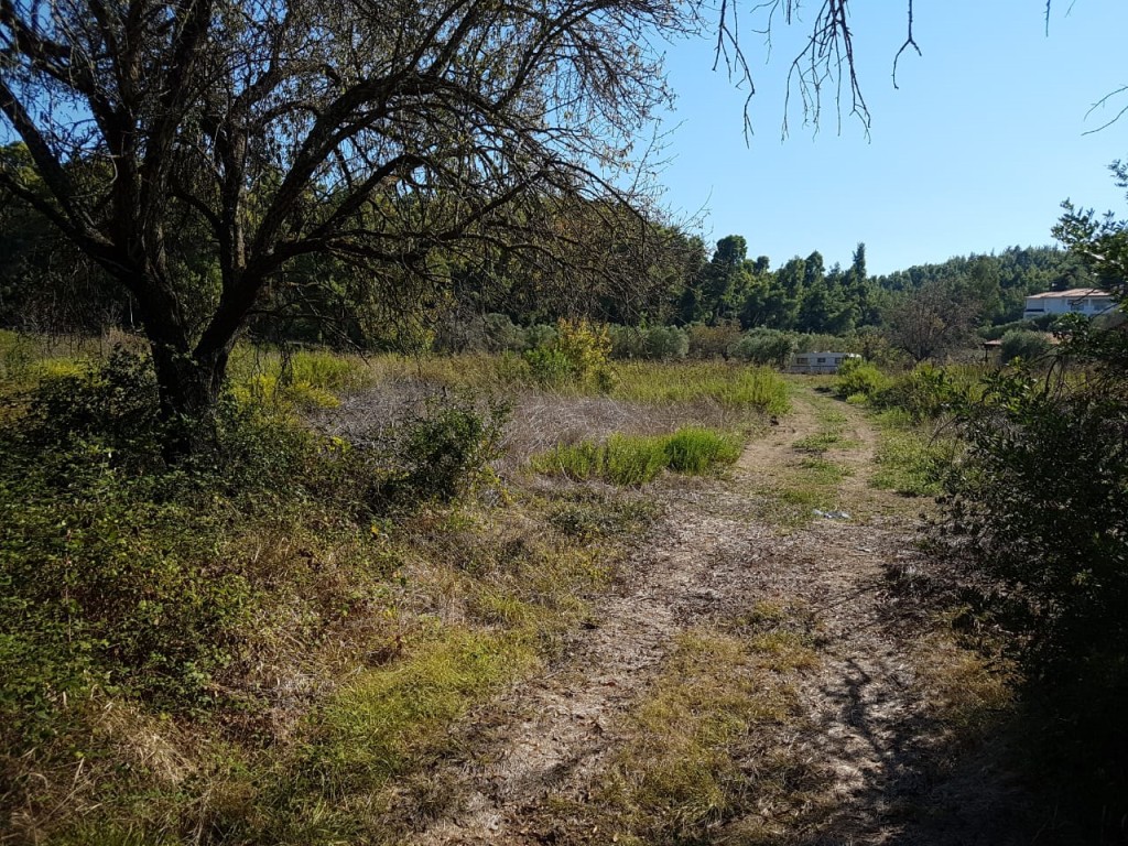 Αγροτεμάχια 16.000 τ.μ. πρός πώληση, Χαλκιδική, Παλλήνη
