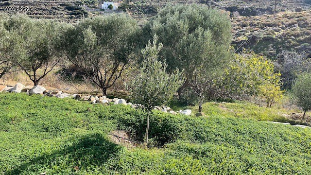 Οικόπεδο 224 τ.μ. πρός πώληση, Κυκλάδες, Νάξος - Δρυμαλία