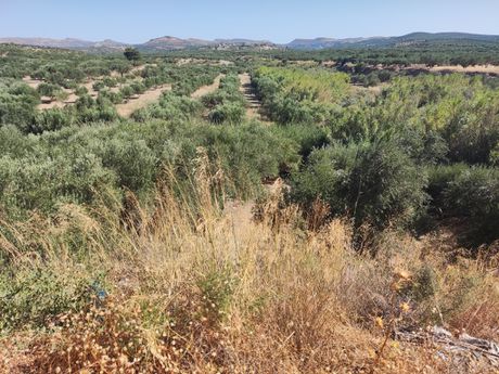 Οικόπεδο 31.000 τ.μ. προς πώληση