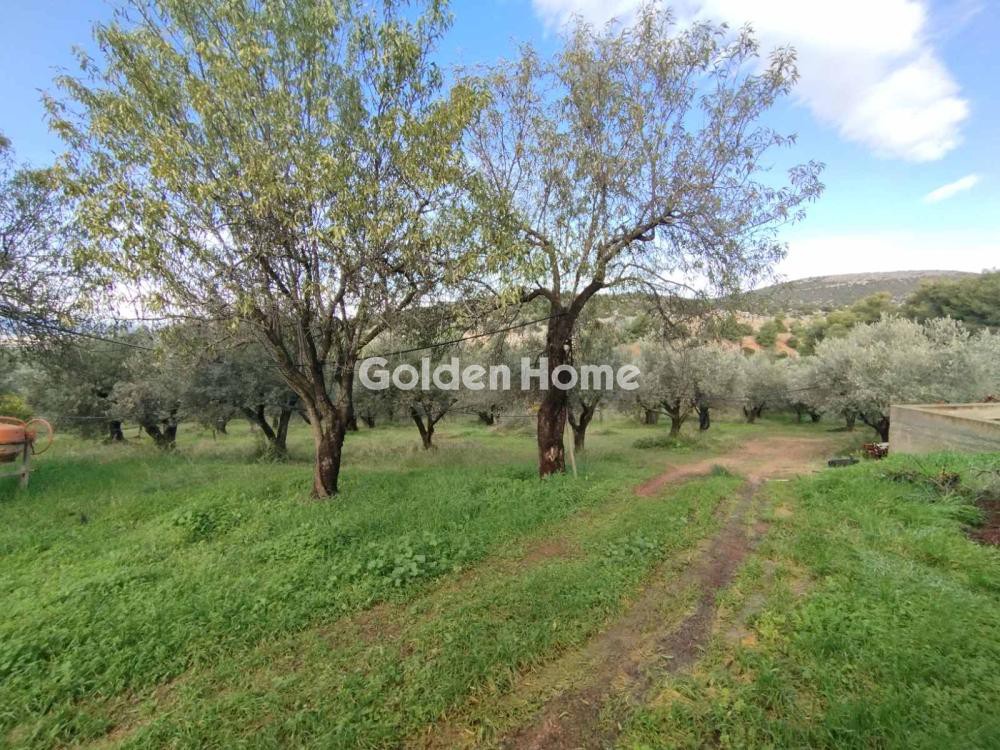 Οικόπεδο 25.000 τ.μ. προς πώληση, Αφράτι Ληλαντίου