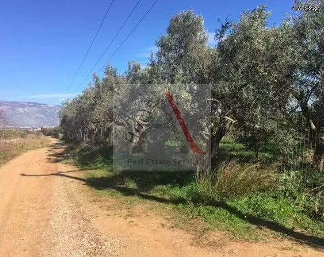 Οικόπεδο 14.000 τ.μ. προς πώληση, Εξαμίλια