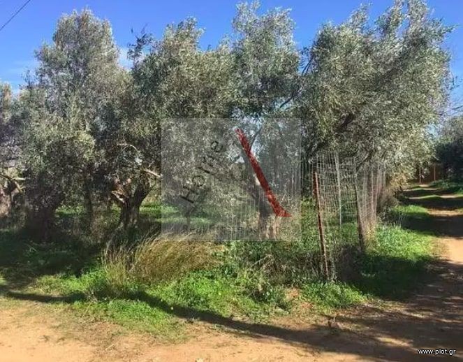 Οικόπεδο 14.000 τ.μ. προς πώληση, Εξαμίλια