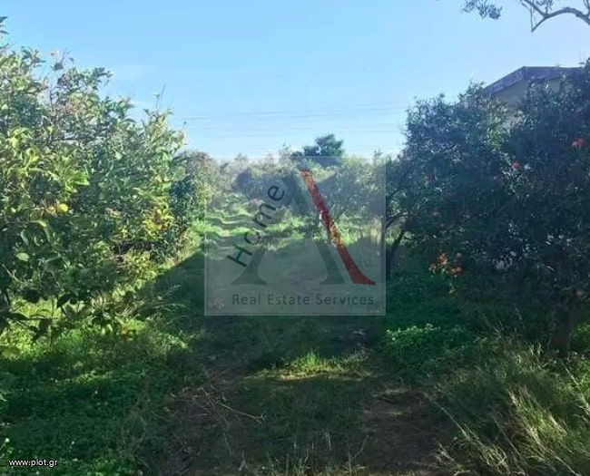 Οικόπεδο 14.000 τ.μ. προς πώληση, Εξαμίλια