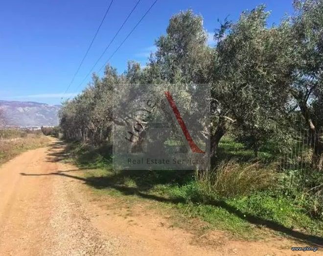 Οικόπεδο 14.000 τ.μ. προς πώληση, Εξαμίλια