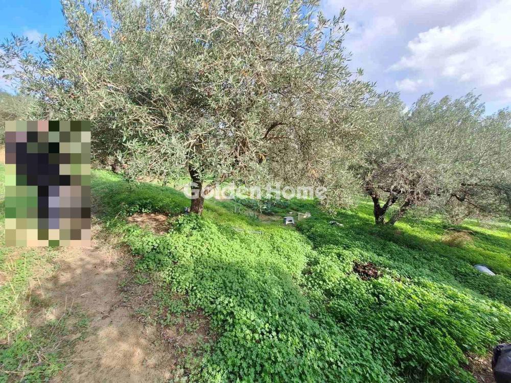 Οικόπεδο 4.300 τ.μ. προς πώληση, Τρεις Βάγιες