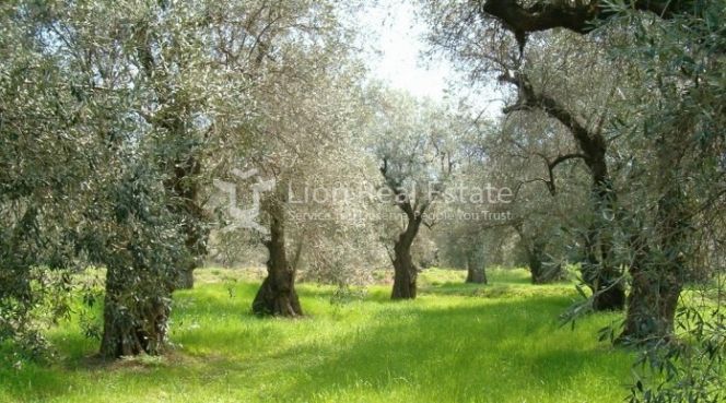 Parcel 8.600 sqm for sale, Rest Of Attica, Keratea