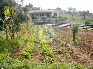 Επαγγελματικό 44.600 τ.μ. πρός πώληση, Αργολίδα, Κρανίδι-thumb-1