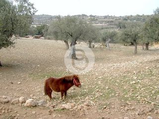 Επαγγελματικό 44.600 τ.μ. πρός πώληση, Αργολίδα, Κρανίδι-thumb-13