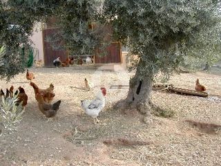 Επαγγελματικό 44.600 τ.μ. πρός πώληση, Αργολίδα, Κρανίδι-thumb-16