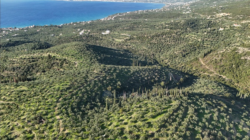 Αγροτεμάχια 32.000 τ.μ. προς πώληση, Αρχοντικό Αβίας