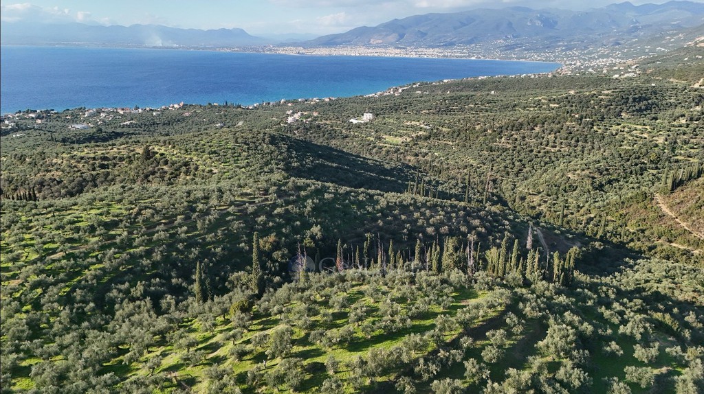 Αγροτεμάχια 32.000 τ.μ. προς πώληση, Αρχοντικό Αβίας