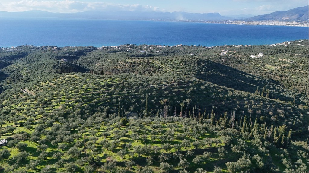 Αγροτεμάχια 32.000 τ.μ. προς πώληση, Αρχοντικό Αβίας