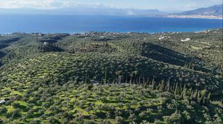 Αγροτεμάχια 32.000 τ.μ. για πώληση