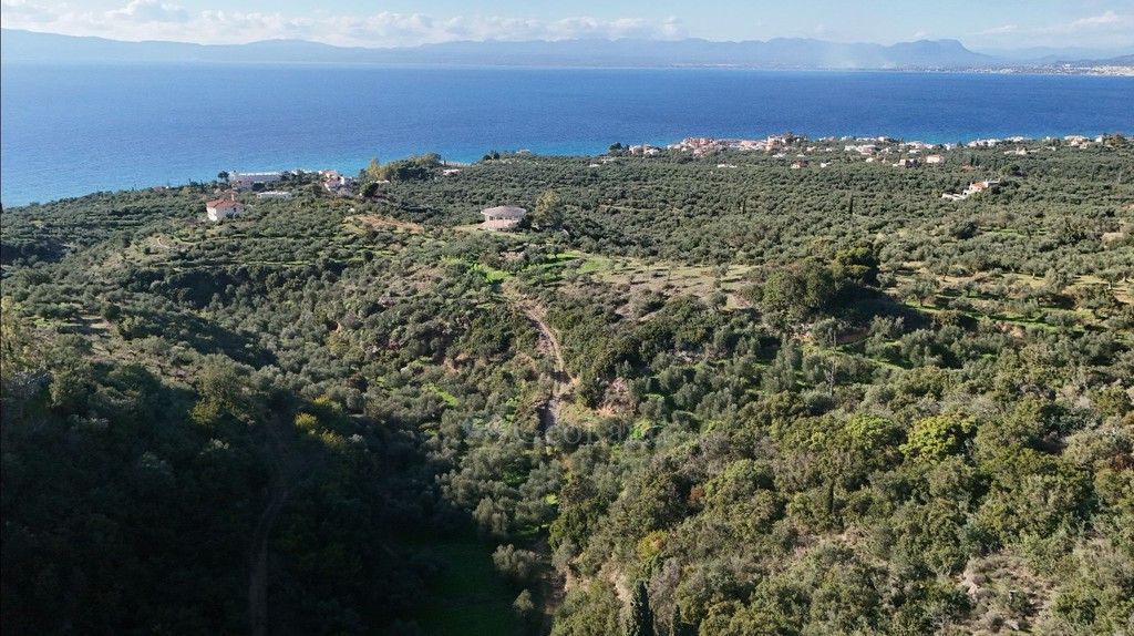 Αγροτεμάχια 42.000 τ.μ. προς πώληση, Αρχοντικό Αβίας