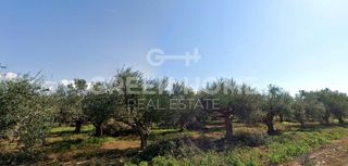 Οικόπεδο 5.000 τ.μ. για πώληση