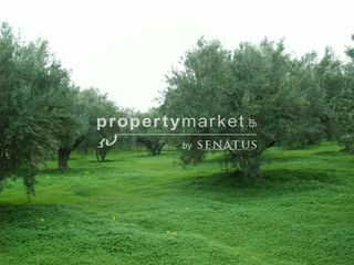 Αγροτεμάχια 4.200 τ.μ. για πώληση
