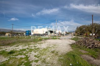Αγροτεμάχια 6.529 τ.μ. προς ενοικίαση, Μαγνησία, Αισωνία-thumb-6