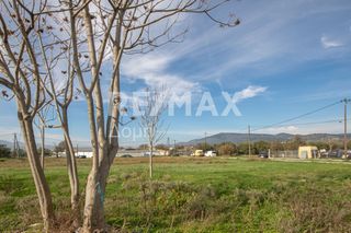 Αγροτεμάχια 6.529 τ.μ. προς ενοικίαση, Μαγνησία, Αισωνία-thumb-21