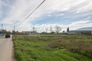 Αγροτεμάχια 6.529 τ.μ. προς ενοικίαση, Μαγνησία, Αισωνία-thumb-12
