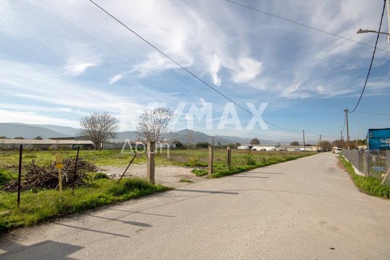 Αγροτεμάχια 6.529 τ.μ. προς ενοικίαση, Διμήνι