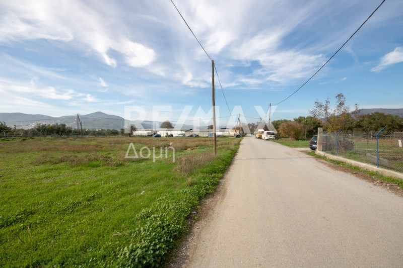 Αγροτεμάχια 6.529 τ.μ. προς ενοικίαση, Μαγνησία, Αισωνία