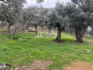 Αγροτεμάχια 1.705 τ.μ. για πώληση, Ν. Καβάλας, Θάσος-thumb-1