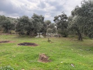 Αγροτεμάχια 1.705 τ.μ. για πώληση, Ν. Καβάλας, Θάσος-thumb-9