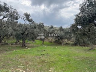 Αγροτεμάχια 1.705 τ.μ. για πώληση, Ν. Καβάλας, Θάσος-thumb-5