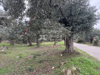 Αγροτεμάχια 1.705 τ.μ. για πώληση, Ν. Καβάλας, Θάσος-thumb-18
