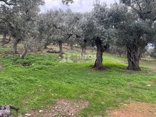Αγροτεμάχια 1.705 τ.μ. για πώληση, Ν. Καβάλας, Θάσος-thumb-3