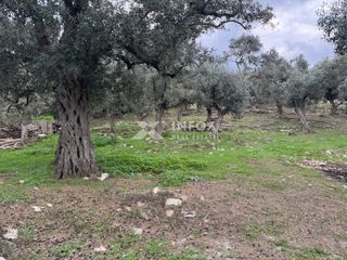 Αγροτεμάχια 1.705 τ.μ. για πώληση, Ν. Καβάλας, Θάσος-thumb-16