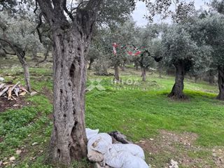 Αγροτεμάχια 1.705 τ.μ. για πώληση