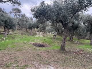 Αγροτεμάχια 1.705 τ.μ. για πώληση, Ν. Καβάλας, Θάσος-thumb-17