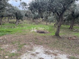 Αγροτεμάχια 1.705 τ.μ. για πώληση, Ν. Καβάλας, Θάσος-thumb-7