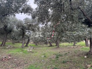 Αγροτεμάχια 1.705 τ.μ. για πώληση, Ν. Καβάλας, Θάσος-thumb-19
