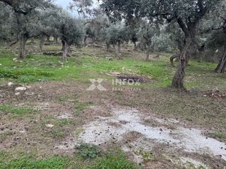 Αγροτεμάχια 1.705 τ.μ. για πώληση, Ν. Καβάλας, Θάσος-thumb-14