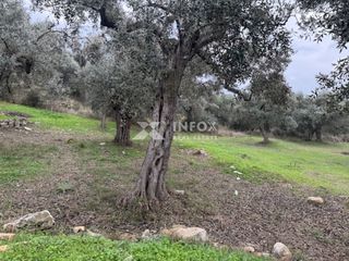 Αγροτεμάχια 1.705 τ.μ. για πώληση, Ν. Καβάλας, Θάσος-thumb-6