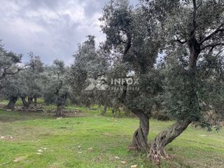 Αγροτεμάχια 1.705 τ.μ. για πώληση, Ν. Καβάλας, Θάσος-thumb-10