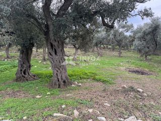 Αγροτεμάχια 1.705 τ.μ. για πώληση, Ν. Καβάλας, Θάσος-thumb-2