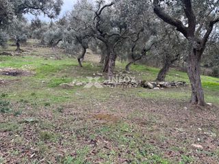 Αγροτεμάχια 1.705 τ.μ. για πώληση, Ν. Καβάλας, Θάσος-thumb-8
