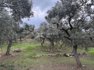 Αγροτεμάχια 1.705 τ.μ. για πώληση, Ν. Καβάλας, Θάσος-thumb-12